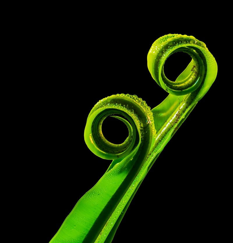 GreenPurity